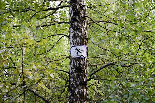 Sign skier in the summer forest, on the trunk of a birch — Stock Photo, Image