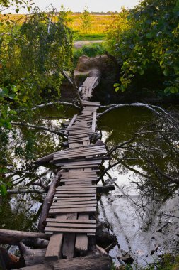 Yeşil ormandaki bir nehrin üzerindeki bir köprü gibi devrilmiş ağaç gövdesi.