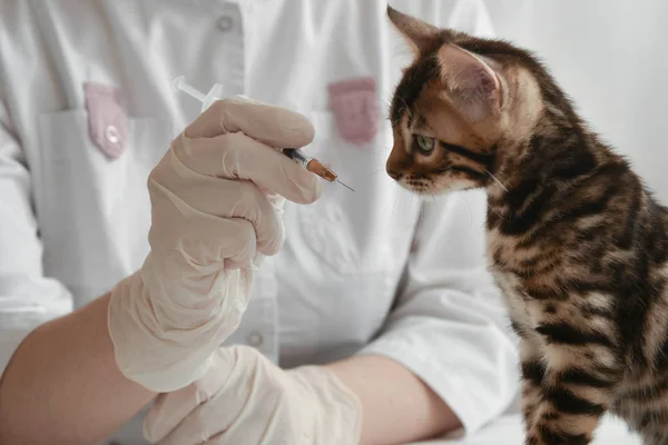 The first vaccination. The kitten is looking at the syringe.