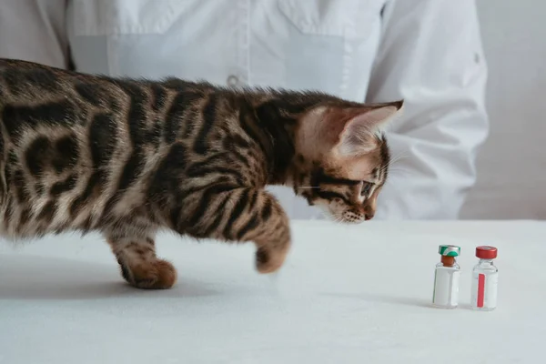 Az első védőoltás. A cica nézi a ampulla — Stock Fotó