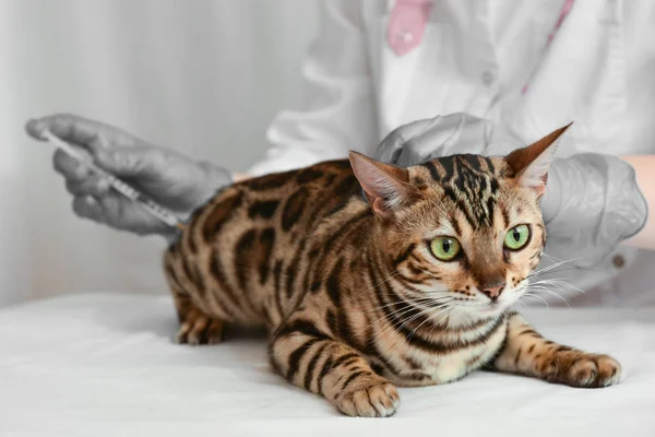 Veterinář dělá intramusculární injekci bengálské kočky — Stock fotografie