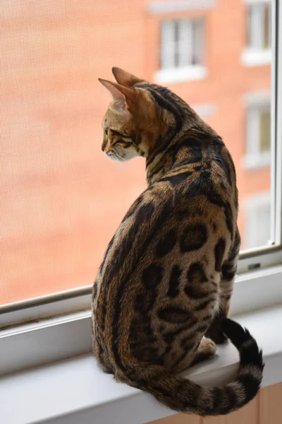 Bonito gato Bengala sentado no peitoril da janela e olha para fora da janela — Fotografia de Stock