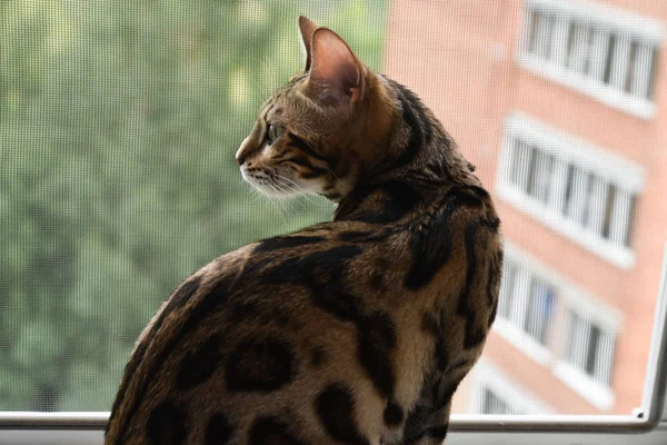 Bengal Katze auf der Fensterbank, Blick aus dem Fenster — Stockfoto