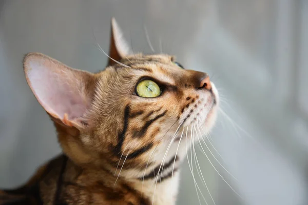 Retrato de un hermoso gato, primer plano, gato de Bengala — Foto de Stock