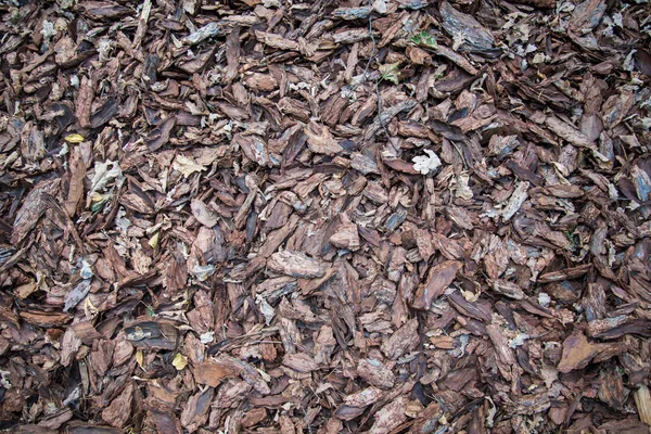 Pieces of tree bark and chips, background — Stock Photo, Image