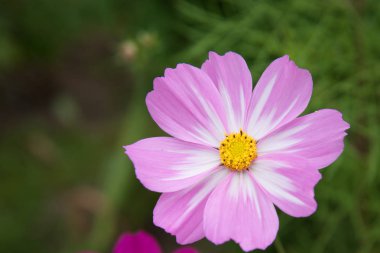cosmea çiçek closeup. Ağır bulanık arka plan. Kartpostal.