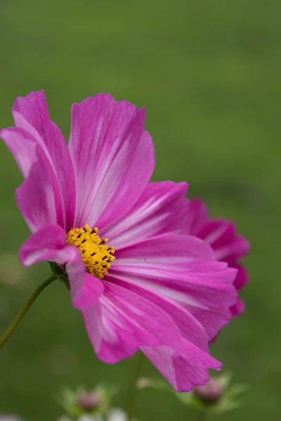 Cosmea flor closeup. Fundo fortemente desfocado. Cartão postal . — Fotografia de Stock