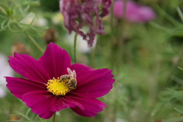Une abeille recueille le nectar d'une fleur de cosmétique . — Photo