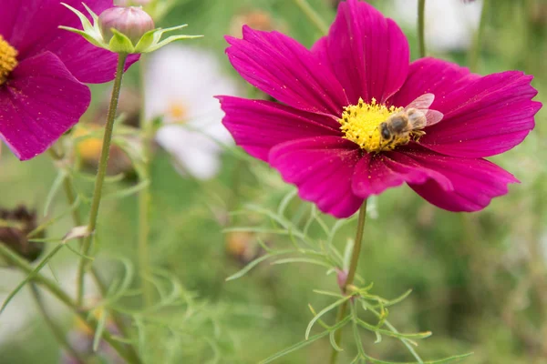 Uma abelha recolhe néctar de uma flor cosmea . — Fotografia de Stock