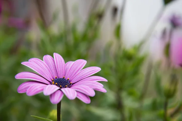 Ostéosperme, une délicate fleur rose sur fond flou. carte postale — Photo