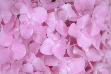 Pembe ortanca makro. Pembe ortanca makrosu olan arkaplan.