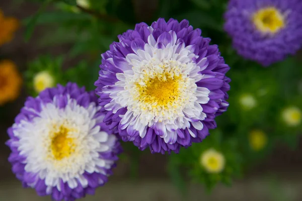 Flor de Aster branco-púrpura, close-up. Flor Aster roxo brilhante com meio branco . — Fotografia de Stock