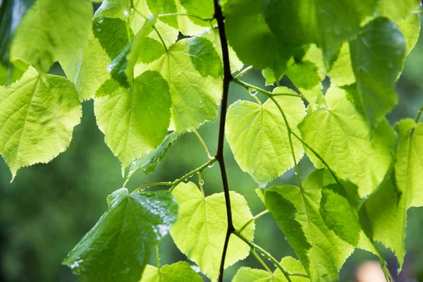 Helles Laub Des Baumes Tropfen Regen Oder Tau Textur — Stockfoto