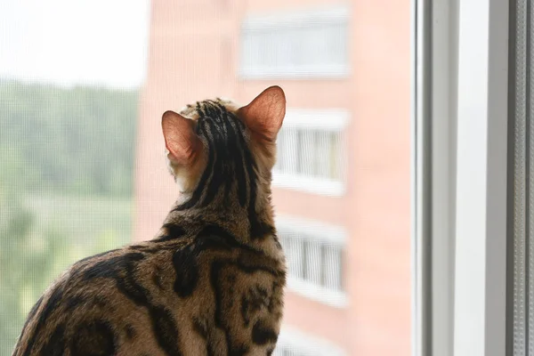 Parapetu Sedí Krásná Půvabná Bengálská Kočka Dívá Okna Viditelné Kapiláry — Stock fotografie