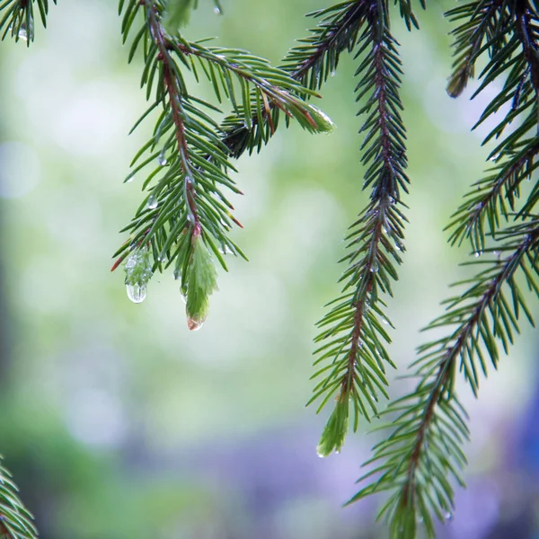 Ramas Árbol Coníferas Cerca Gotas Lluvia Rocío Fresco Actualizado Antecedentes — Foto de Stock