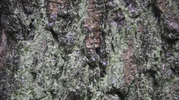 Gros Plan Tronc Arbre Mousse Lichen Écorce Bosselée Des Gouttes — Video