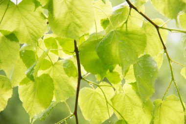 Ağacın parlak yaprakları. Yağmur veya çiy damlaları. Doku,