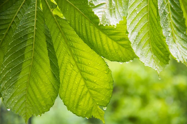 Luminose Foglie Castagno Succose Primo Piano Gocce Pioggia Gocciolano Giù — Foto Stock