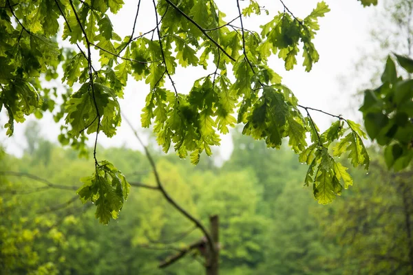 Luminoso Follaje Del Árbol Gotas Lluvia Rocío Textura — Foto de Stock