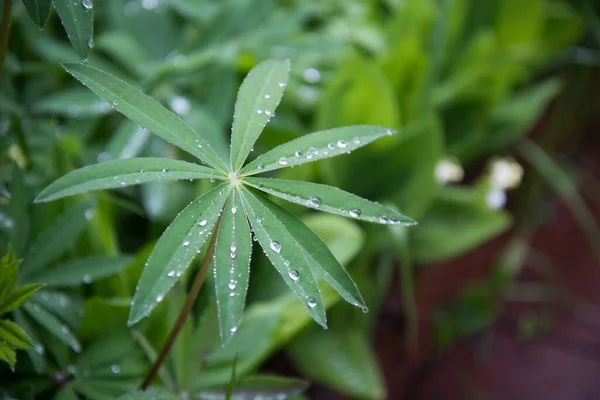 Sulu Çimen Yaprakları Yakın Plan Çiy Damlaları Bitki Saplarına Yağmur — Stok fotoğraf