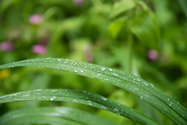 Folhas Grama Suculenta Close Gotas Orvalho Gotas Chuva Nas Hastes — Fotografia de Stock