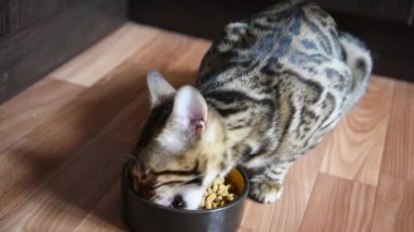 Kedi kuru yiyecek yer. Bengal kedisi kasesinden yemek yemek için iştahlanıyor. Kapatın. Açlık.