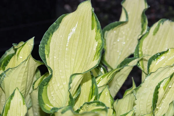 Bush Planten Van Gastheer Plant Een Bloembed Volle Grond Jonge — Stockfoto