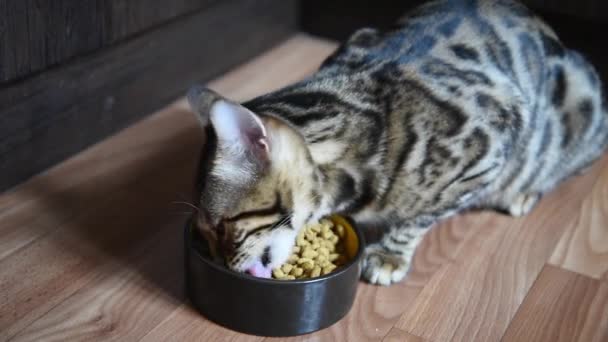 Кіт їсть суху їжу. Бенгальська кішка апелює до їжі зі своєї миски. Закрийся. Голод. — стокове відео
