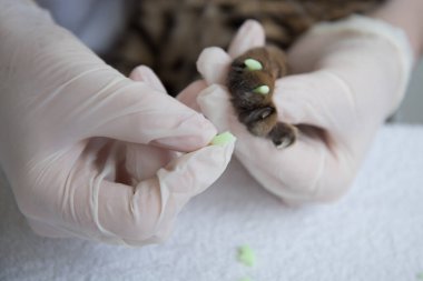 Veteriner, kedinin pençelerine özel silikon kapaklar takar. Doktorun elleri yakın plan eldivenlerde. Mobilyalardaki çiziklerden ve hasardan korunma.