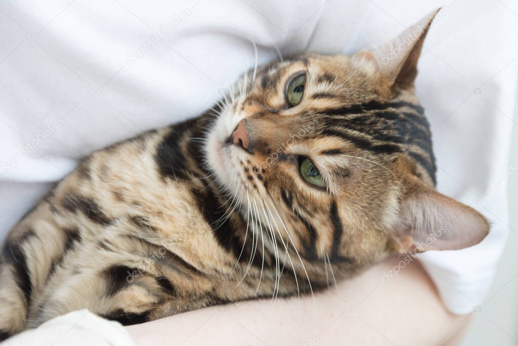 The cat glares at the veterinarian during the procedure. The animal does not like the visit to the clinic. Emotions, facial expressions.