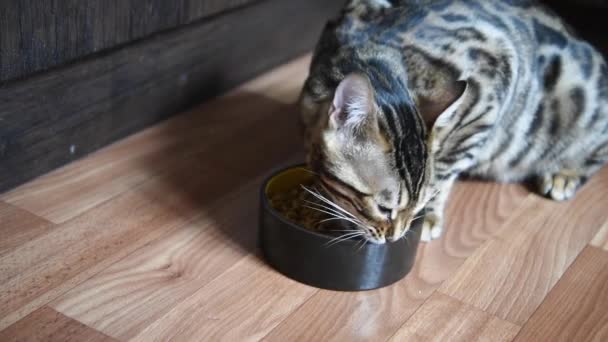 Kat eet droog voedsel. De Bengaalse kat is smakelijk om eten te eten uit zijn kom. Sluit maar af. Honger. — Stockvideo