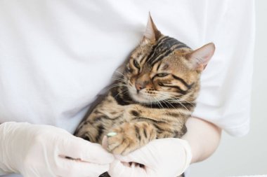 Kızgın kedi bir veterinerin elinde. Kedi pençeler için özel bir silikon başlık takıyor. Hayvanın parlak duyguları. Seçici odak
