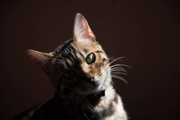 Portrét Bengálské Kočky Tmavém Pozadí Boční Slunce Kočka Vypadá — Stock fotografie