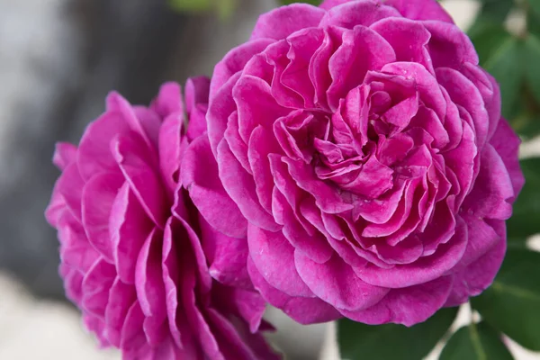 Flores Grandes Totalmente Abertas Rosa Uma Cor Rosa Intensa Cartão — Fotografia de Stock