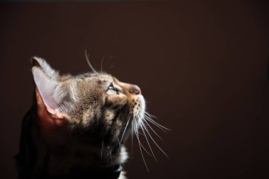 Karanlık bir arka planda Bengal kedisinin portresi. Yan güneş ışığı. Kedi.