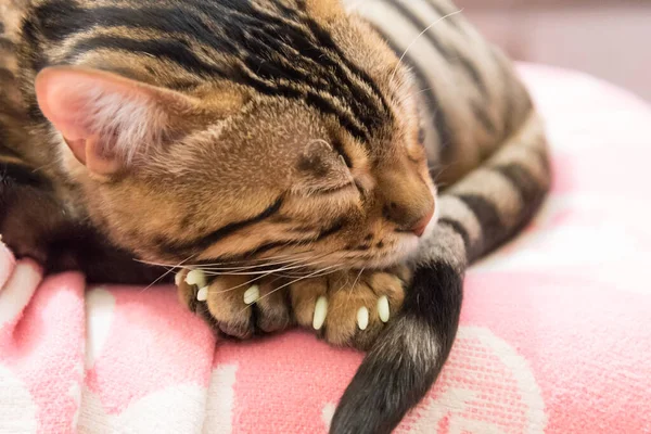 Γάτα Είναι Κουλουριασμένη Και Κοιμάται Ειδικά Καλύμματα Σιλικόνης Για Νύχια — Φωτογραφία Αρχείου