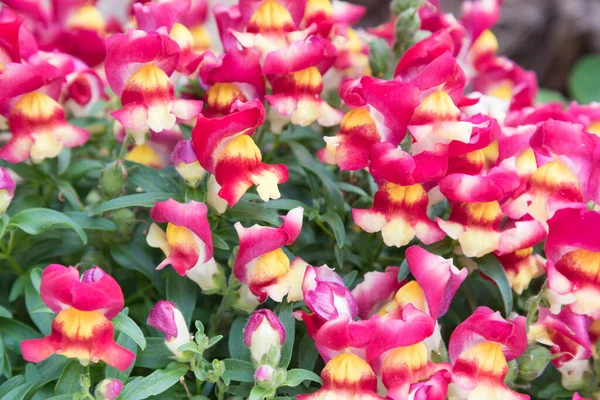 Ljusa Blommor Närbild Bakgrund Struktur Sommar — Stockfoto