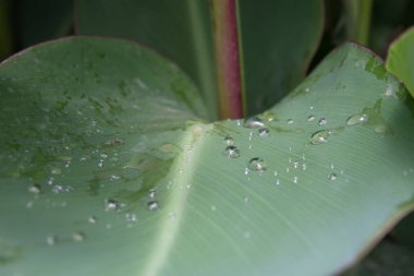Yağmur damlaları ya da büyük yeşil yaprakların üzerindeki çiy damlaları. Tebrik kartı ya da geçmiş. Tazelik kavramı