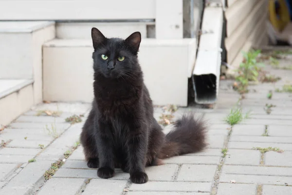 Eine Schwarze Katze Mit Buschigem Schwanz Die Katze Sitzt Auf — Stockfoto