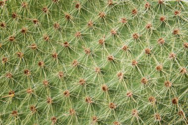 Kaktüs iğnelerine yakın çekim. Arka plan, doku. Doğal desen.