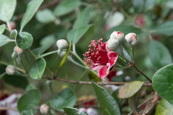 Feijoaツリー上の赤い花のクローズアップ — ストック写真