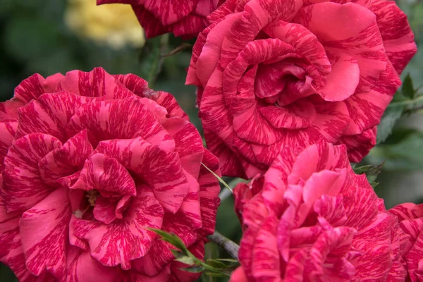Plusieurs Fleurs Fleurs Rose Rouge Couleur Tachetée Rayée Rare Des — Photo