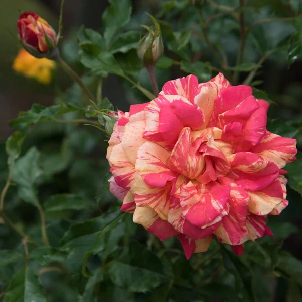 Gros Plan Une Rose Rayée Couleurs Délicates Rose Crème Rose — Photo