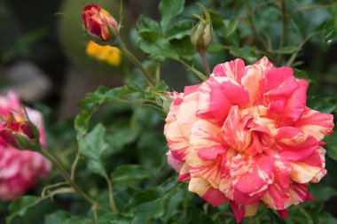 Çizgili bir gülü yakından çek. Hassas pembe ve krem rengi. Bahçedeki gül. Tam gelişmiş bir çiçek. Arkaplan
