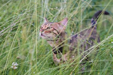 Yeşil çimlerde yürüyen Bengal kedisi. Küçük bir yırtıcı.