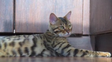 Bir Bengal kedisi kameranın önünde yerde yatıyor. Hayvan lense bakar..