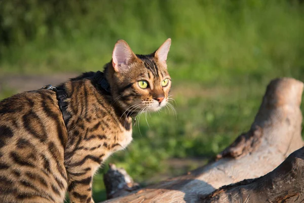 Bengalische Katze Der Sonne Auf Einem Baumstamm Sitzend Satte Farben — Stockfoto