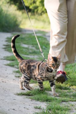 Tasmalı bir kediyi gezdiriyorum. Sahibi ve hayvan yol boyunca yürüyorlar. Güneş