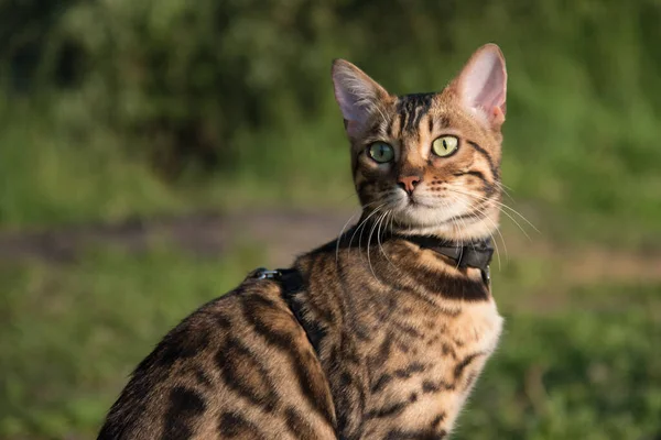 Bengaalse Kat Zon Zittend Een Boomstam Rijke Kleuren Groen Warmte — Stockfoto