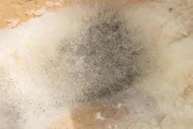 Yakın planda irmik lapası kalıbı. Mantar, süt ürünleri.